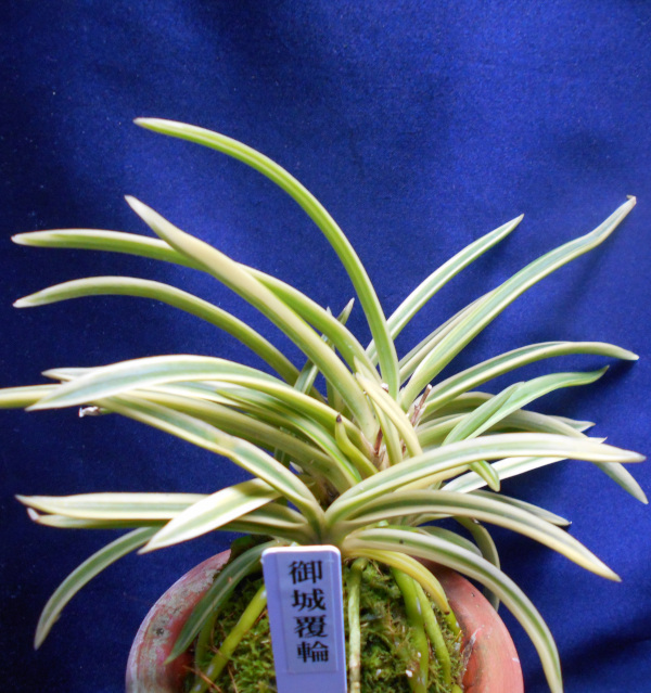 Yahoo!オークション -「富貴蘭(御城覆輪」の落札相場・落札価格