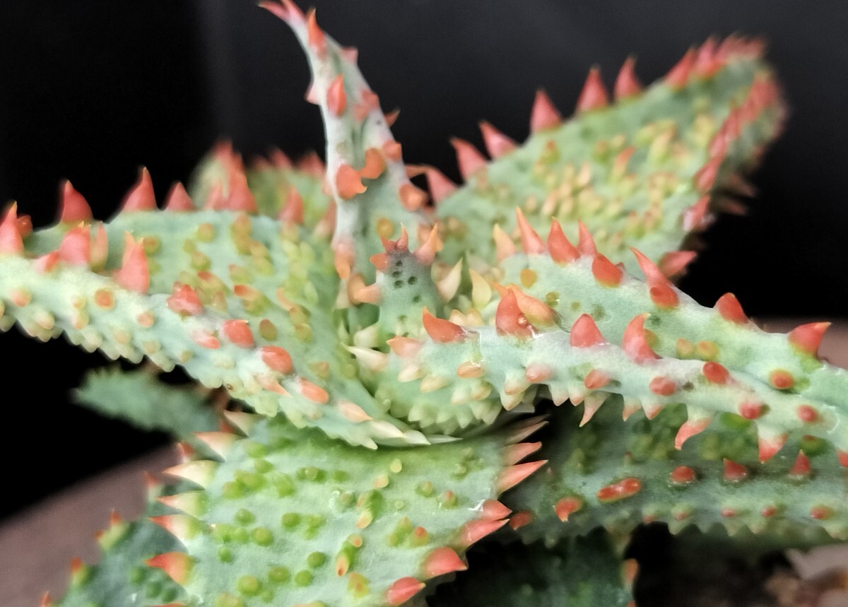 Yahoo!オークション -「ロウルサンコ」の落札相場・落札価格