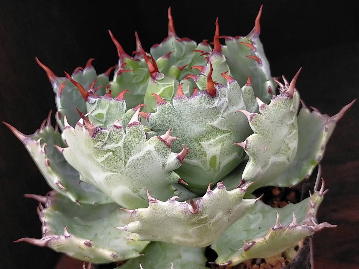 Rourusanco ロウルサンコ　チタノタ レジェンド&マサカリ　セット 2025年最新】ロウルサンコ レジェンドの人気アイテム - メルカリ