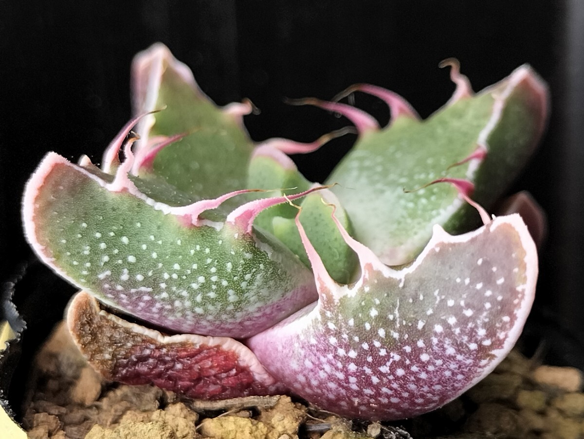 Yahoo!オークション -「ロウルサンコ」の落札相場・落札価格