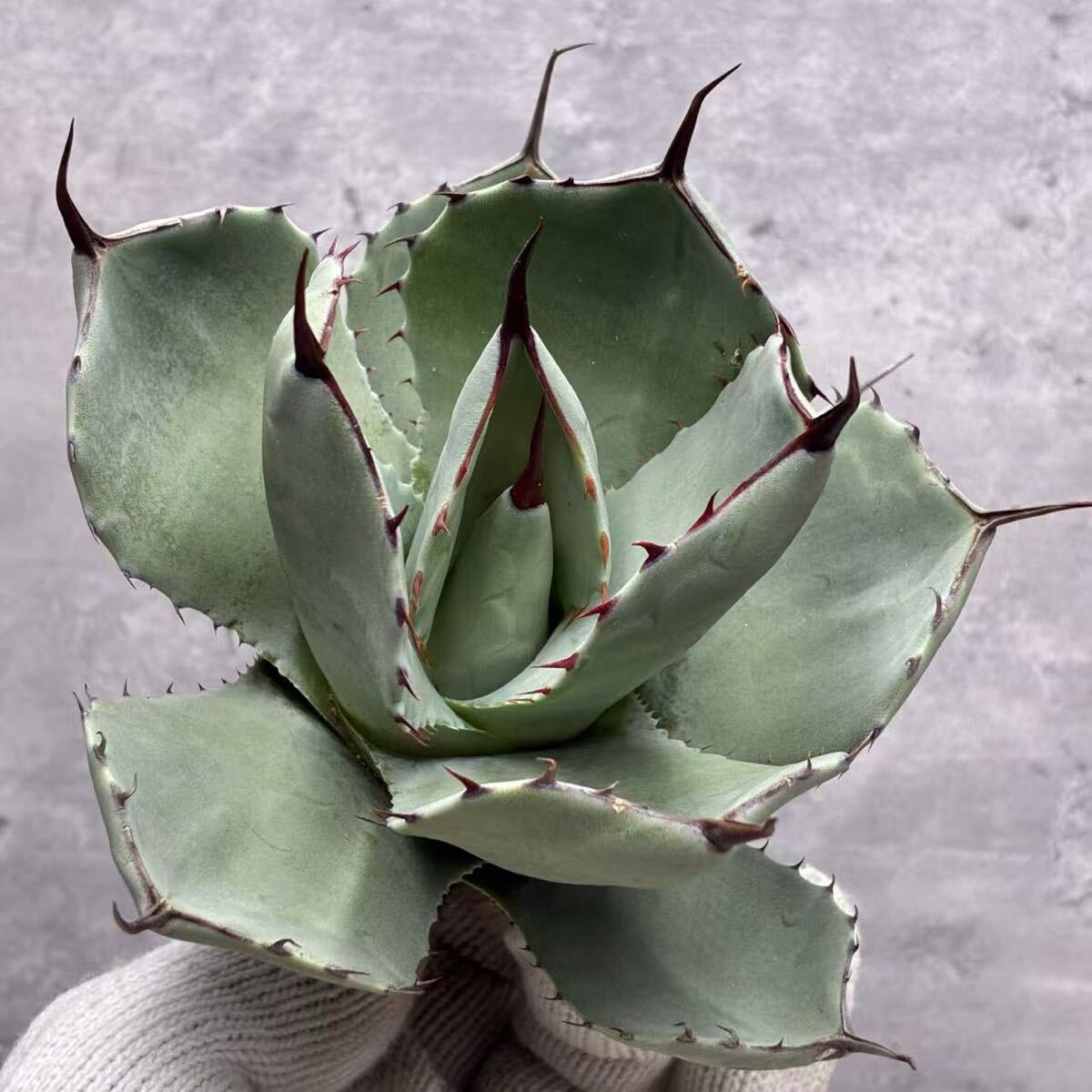 アガベ　トランカータ　大株 大株 アガベ パリー トランカータ 30㎝以上 カリフォルニア輸入