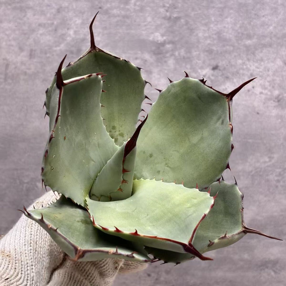 Yahoo!オークション - アガベ パリートランカータ オスプレイ中