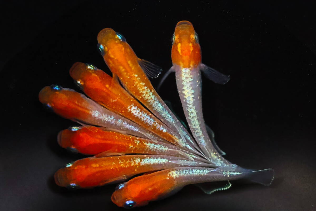 丸長メダカ A20【 玄　西郷めだか様直系　種親クラス 】5匹！ メス 2匹 ヒレ伸び無し、オス 3匹（1匹ヒレ伸び無し）！ めだか 現物出品！