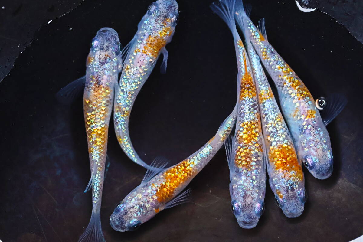 丸長メダカ C3【 プラネット　種親クラス 】5匹！ メス 2匹、オス 3匹！ めだか 現物出品！