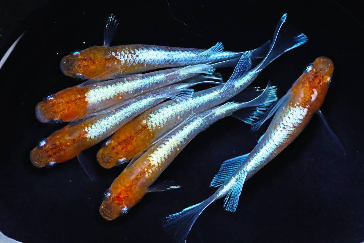 丸長メダカ C3【 プラネット　種親クラス 】5匹！ メス 2匹、オス 3匹！ めだか 現物出品！