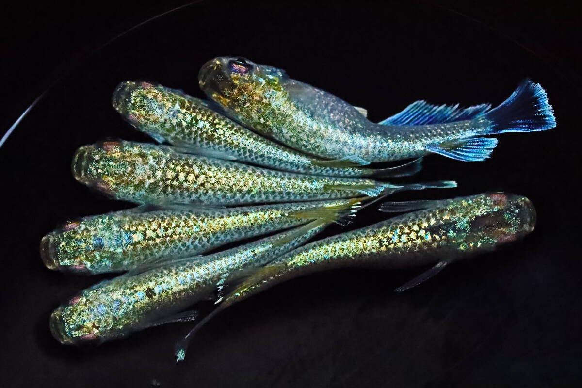 丸長メダカ C3【 プラネット　種親クラス 】5匹！ メス 2匹、オス 3匹！ めだか 現物出品！