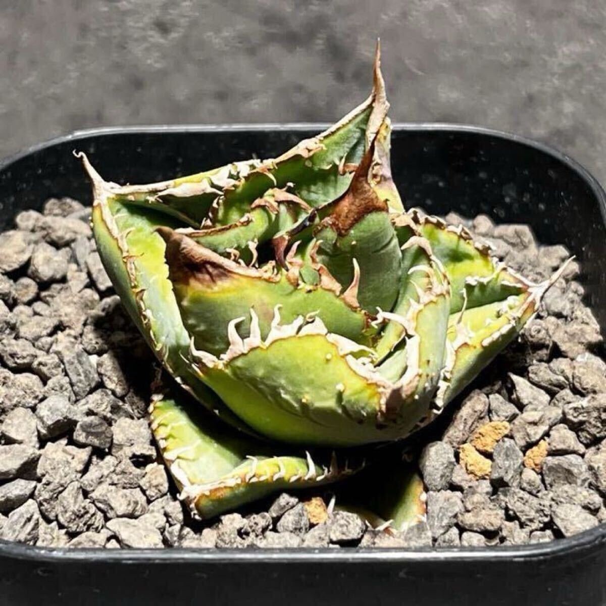 アガベ　cj Special ２株セット Yahoo!オークション - アガベ チタノタ CJ Special