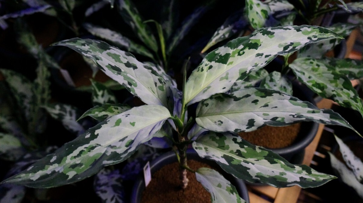 Yahoo!オークション -「アグラオネマアンダマン」の落札相場