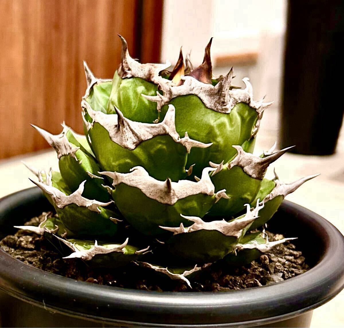 2025年最新】Yahoo!オークション -アガベ チタノタ fo-076の中古品