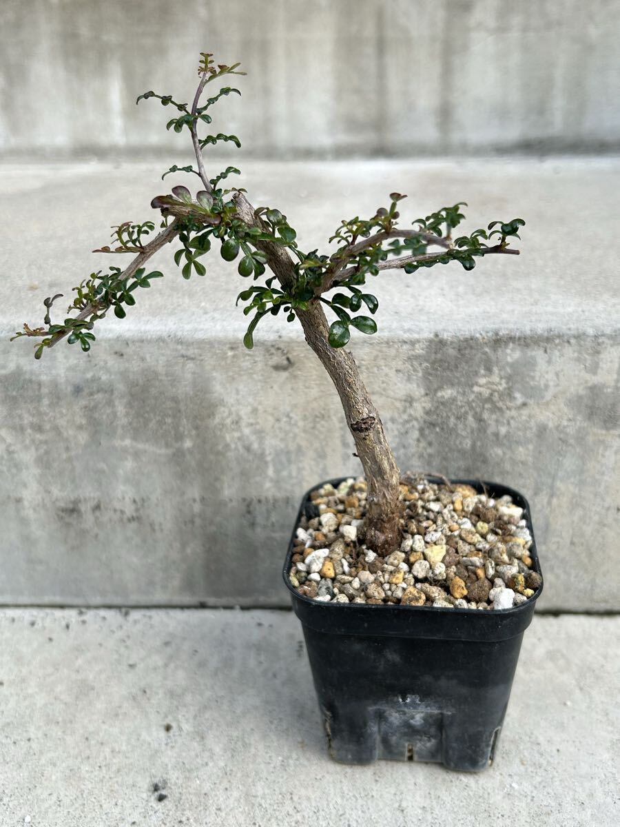 ノ*タ様 オークション！ 実生 オペルクリカリア デカリー 大株 塊根 パキプス 2025年最新】Yahoo!オークション -オペルクリカリア パキプス 発