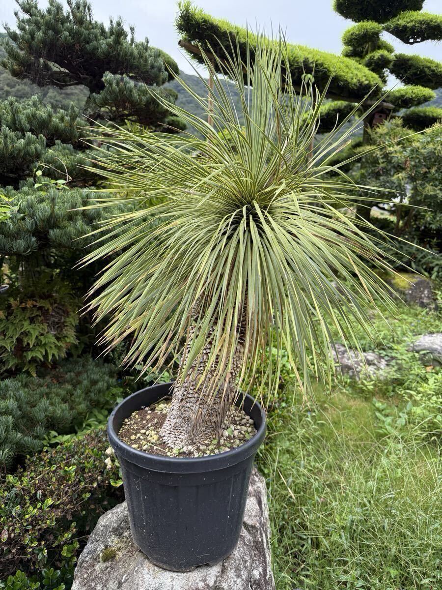 2025年最新】Yahoo!オークション - ユッカ(観葉植物 花、園芸)の