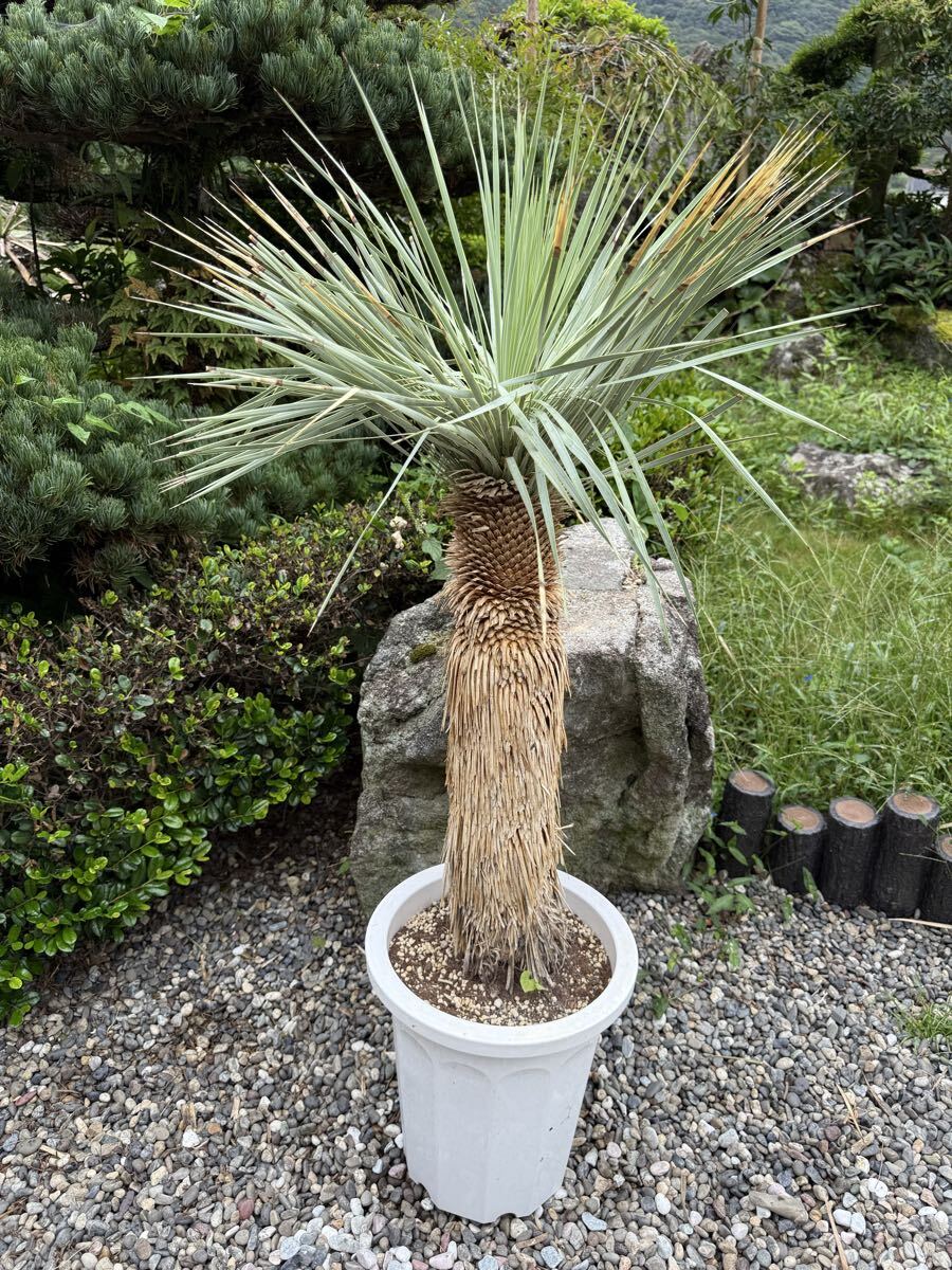 【希少-値引き】大株ユッカ　ロストラータ　トリプルヘッド 希少-値引き】大株ユッカ ロストラータ トリプルヘッド 希少