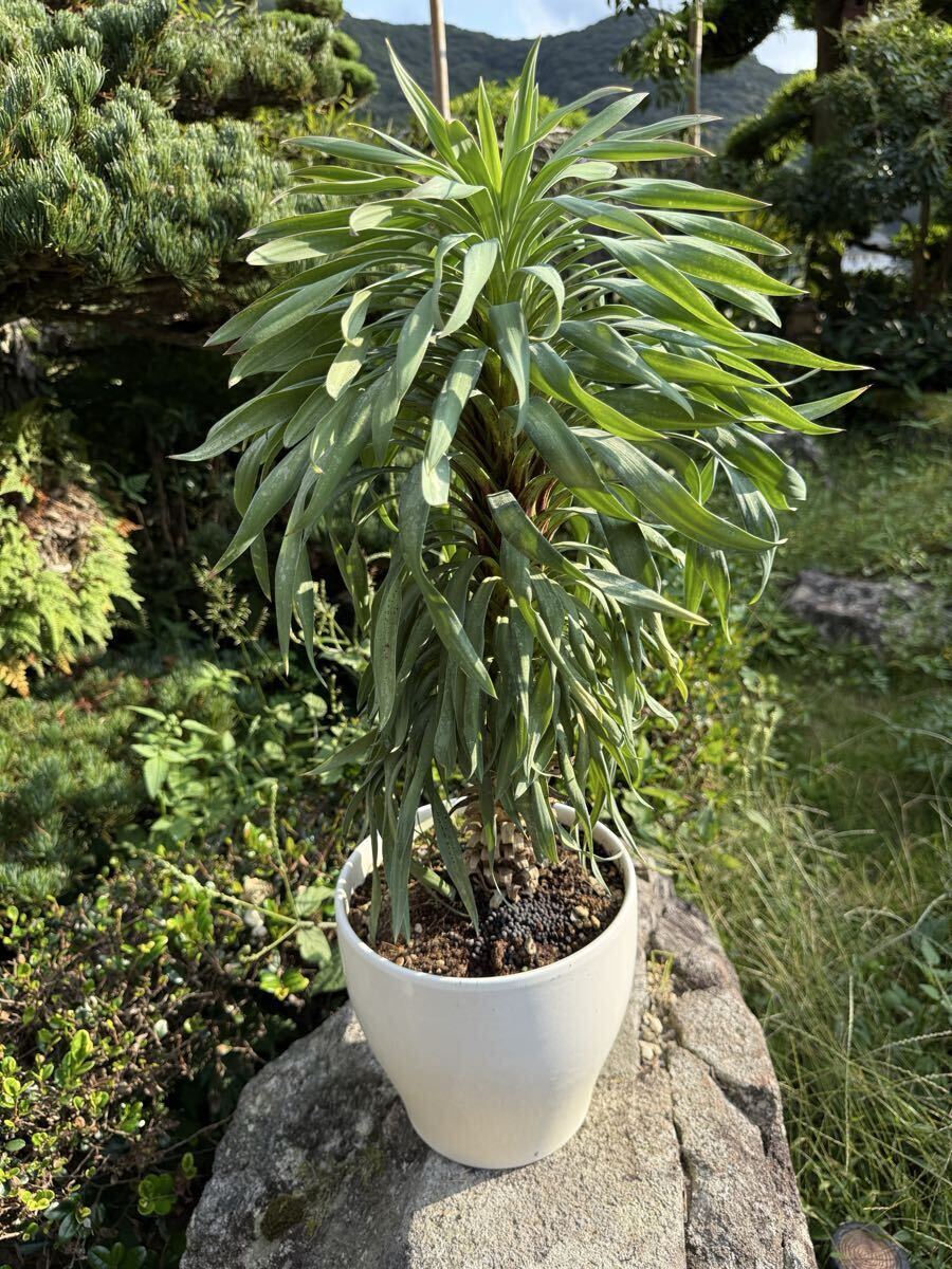 ユッカ　3本セット❗️発根済み　抜き苗　9/24まで。 ユッカの通販 | 観葉植物はGreenSnapSTORE