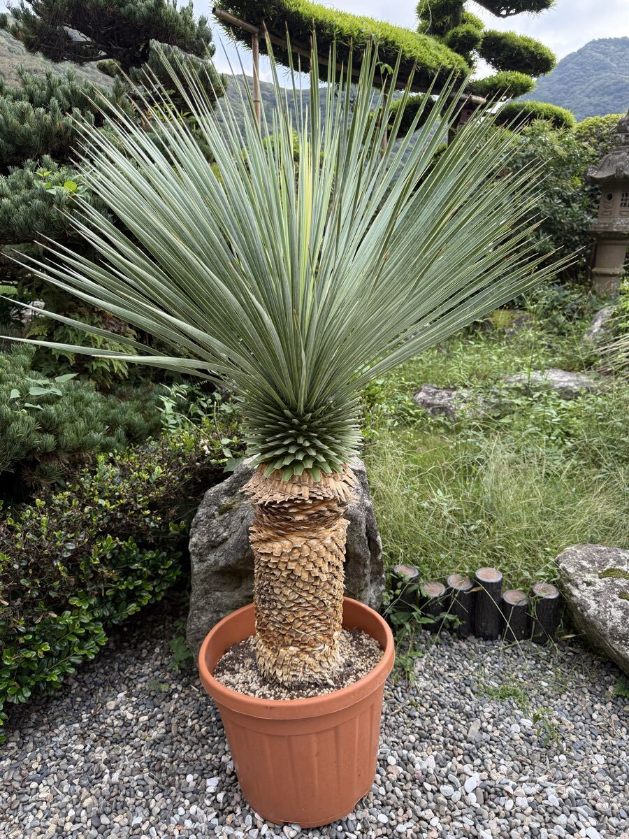 Yahoo!オークション - 子株 太株 ユッカ ロストラータ 発根 耐寒