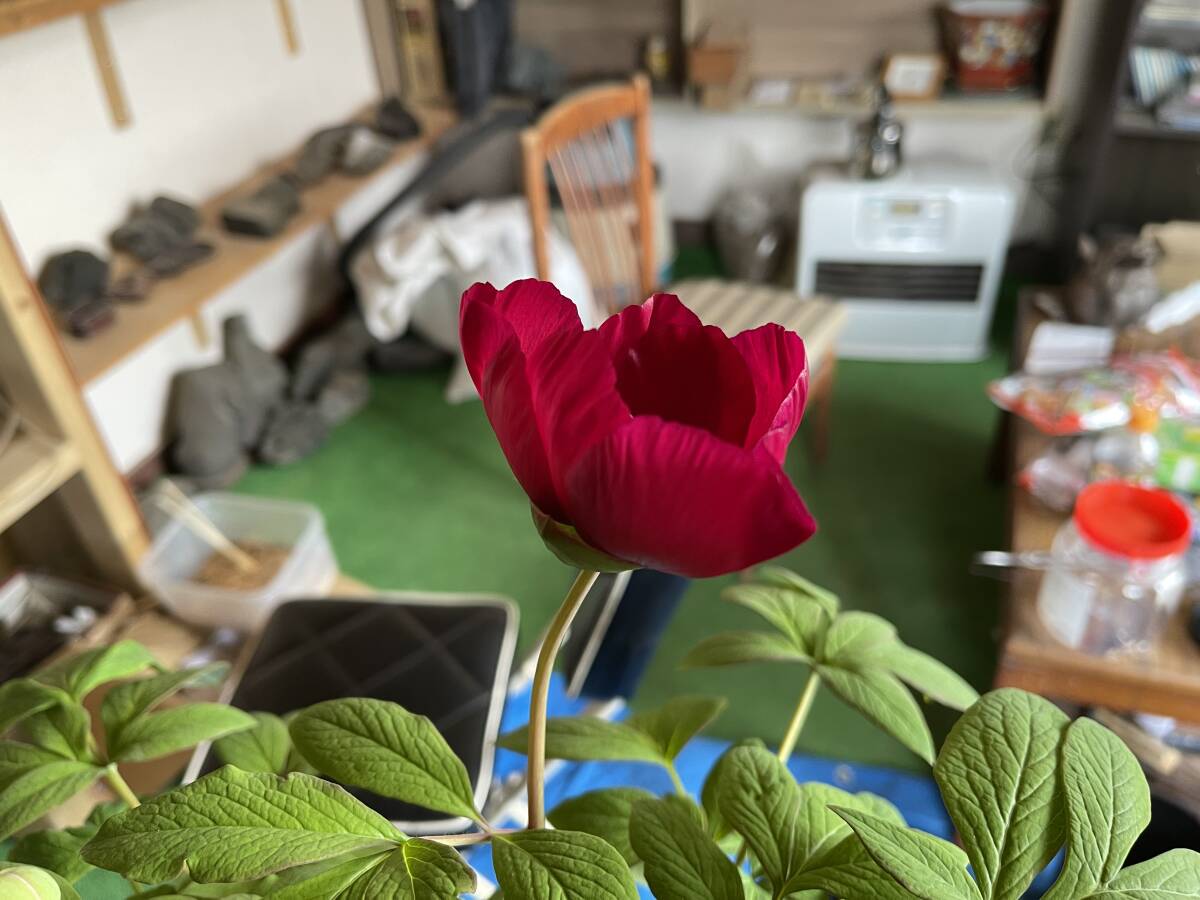 Yahoo!オークション -「斑入りヤマシャクヤク」の落札相場・落札価格