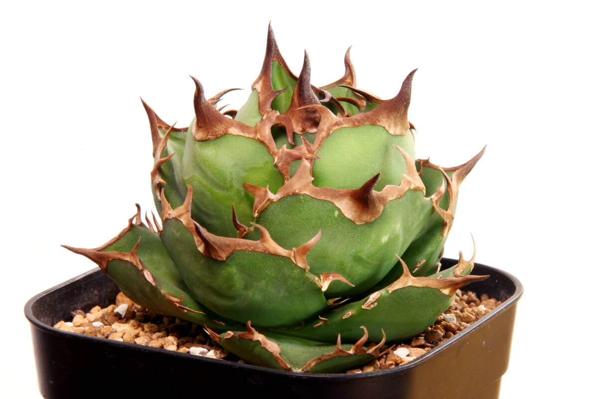 アガベ　ボールBB　3株セット アガベ ボールBB 3株セット