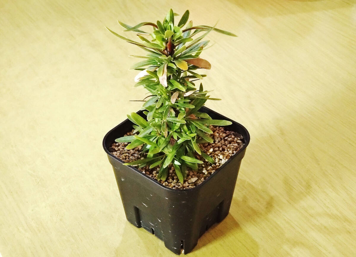 Yahoo!オークション -「フォークイエリア」(その他) (観葉植物