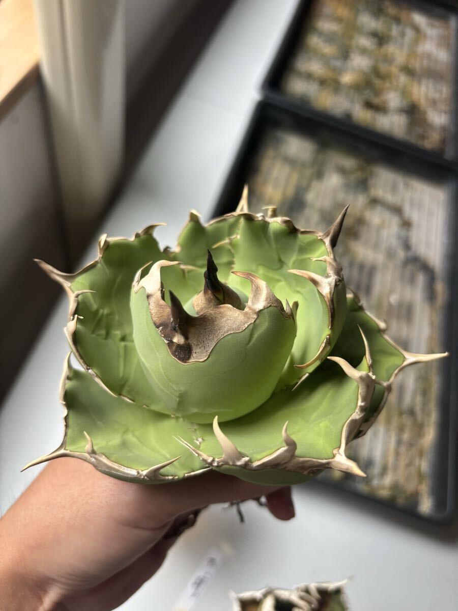 匿名配送【選抜祭】1 イラン株　アガベ　ネアンデルタール　特選株 匿名配送【選抜祭】1 イラン株 アガベ ネアンデルタール 特選株