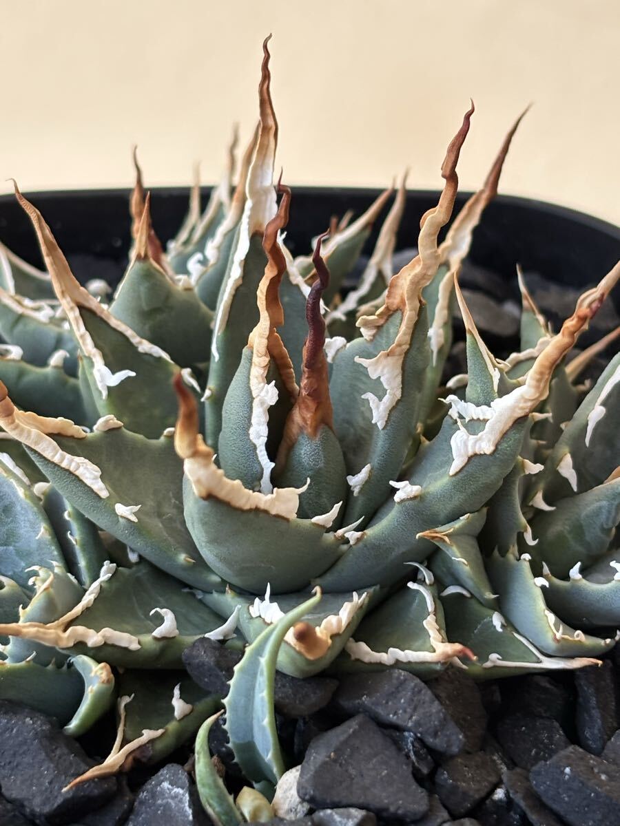 Yahoo!オークション -「アガベ 雹」の落札相場・落札価格