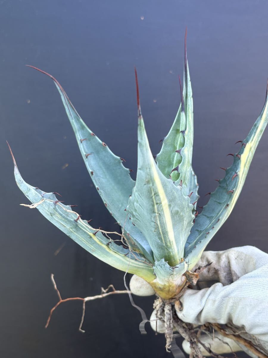 アガベ オリザバ 縞斑錦　OC株 アガベ フロステッドフレックス オバティフォリア錦 縞斑 散り斑