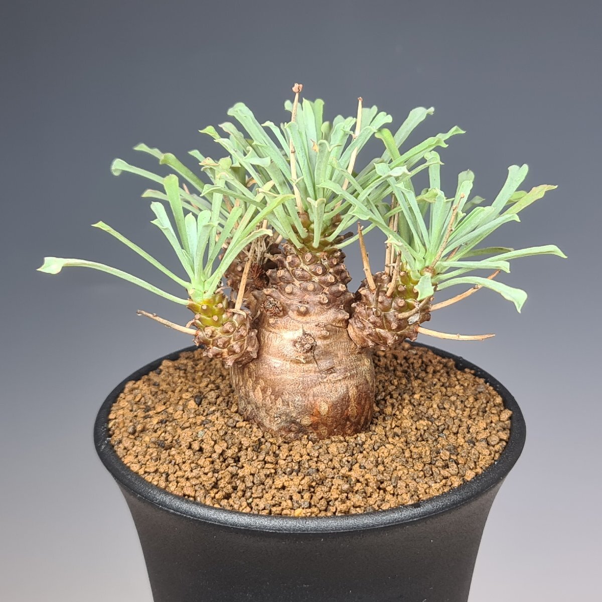 パティッシュユーフォルビア ムルチフォリア　鉢付き パティッシュ様専用ユーフォルビア ムルチフォリア 鉢付き