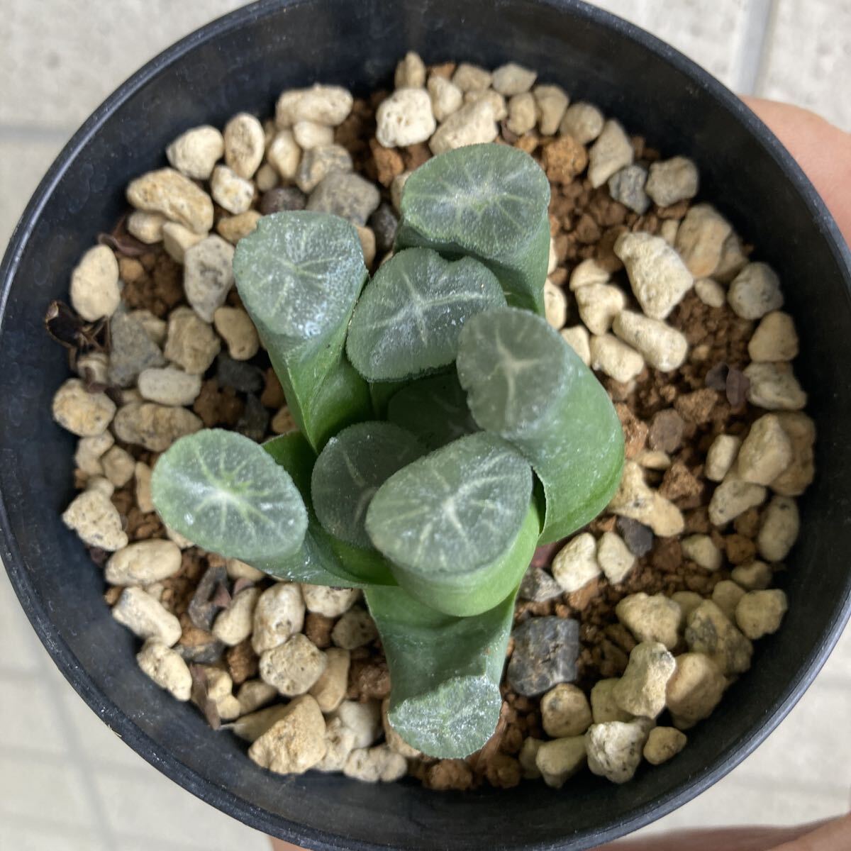 ハオルチア 闇の森 Amazon.co.jp: ハオルチア 闇の森 ハオルシア多肉植物 抜き苗発送