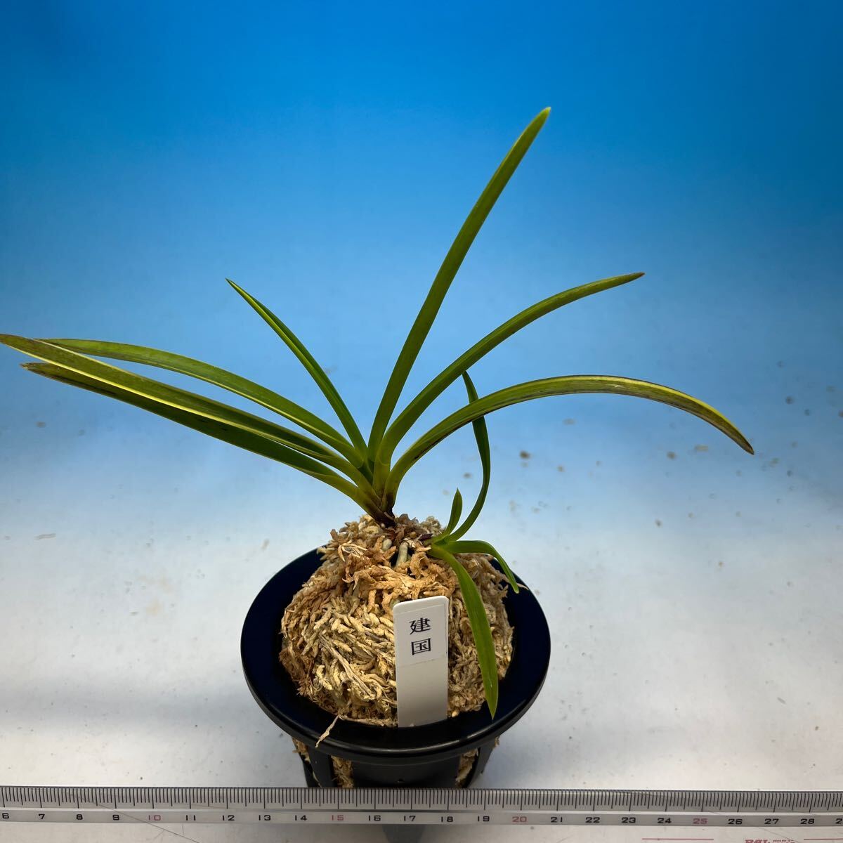 富貴蘭　まっちゃん建国縞 富貴蘭 建国実生の縞 : 富貴蘭チャンネル