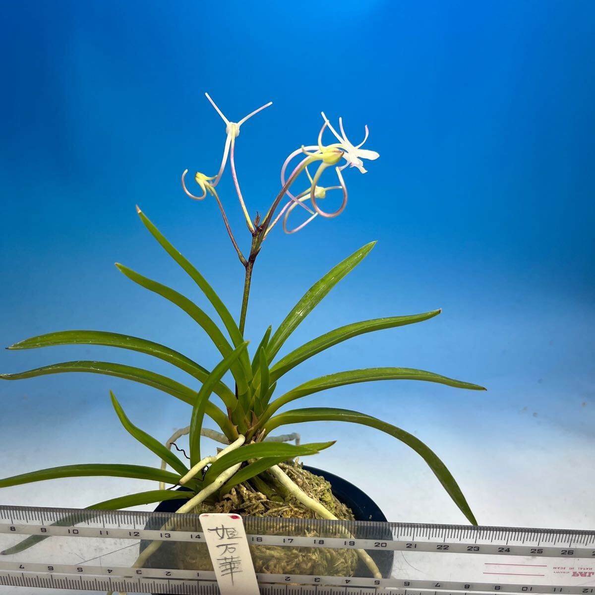 Yahoo!オークション -「万華鏡」(ラン) (花)の落札相場・落札価格