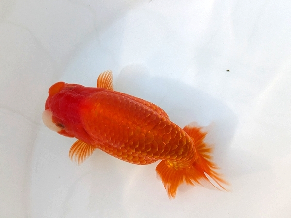 ◆大万らんちゅう◆会落ち？　二歳オス　面被りタイプ　no.７