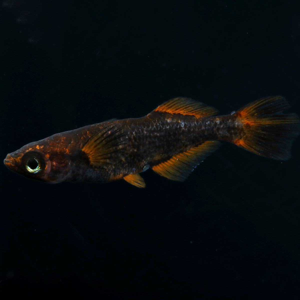 北辻×クラミツハ玄　5匹　ヒカリ体型　北辻　鰭長スワロー 福岡県京都郡で、独特な交配で\"五式Type-R God\"をベースにした魅力的な