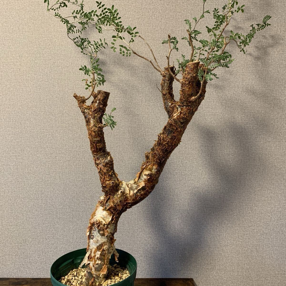 Yahoo!オークション -「コミフォラ モンストローサ」の落札相場