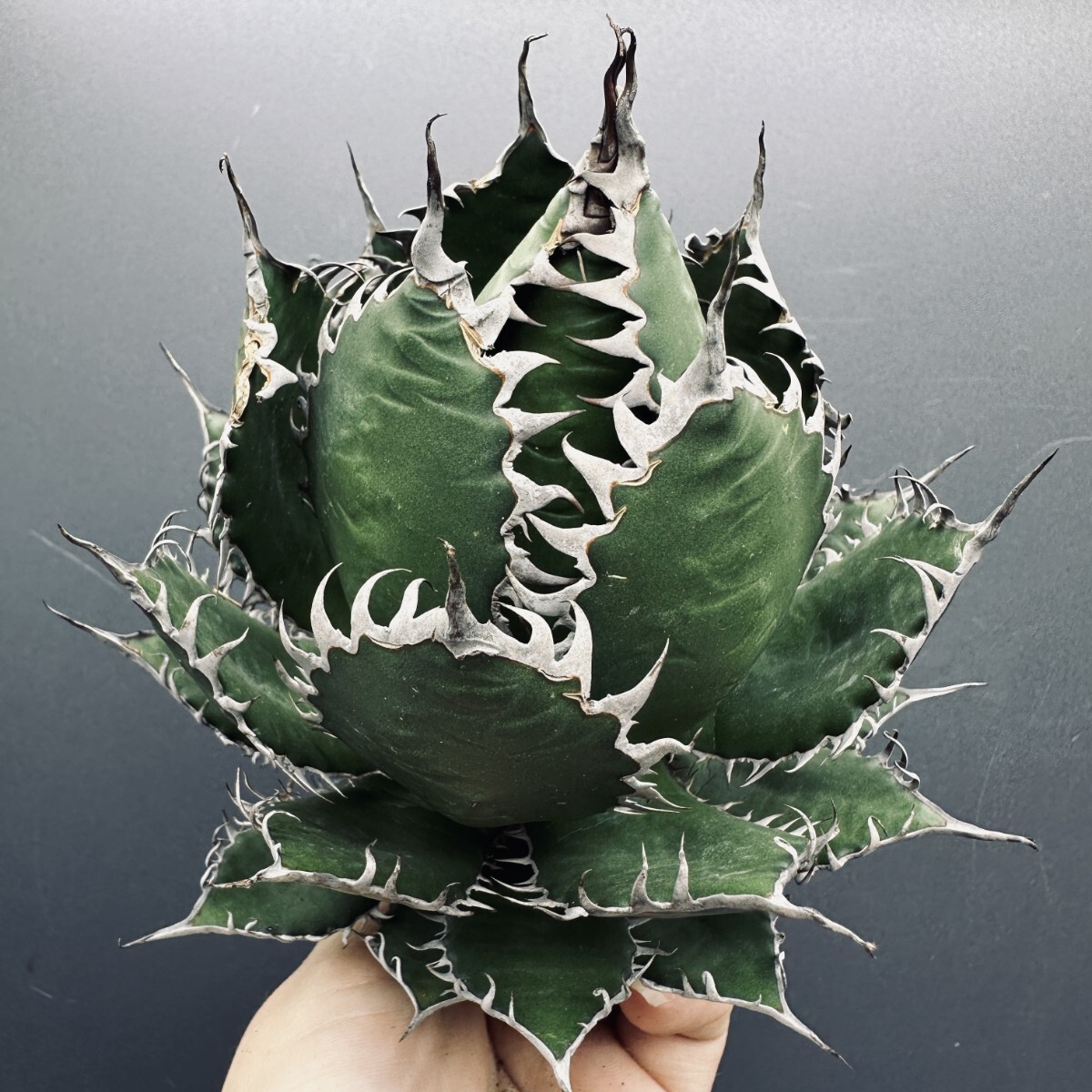 2025年最新】Yahoo!オークション -アガベ ホリダ(アガベ)の中古