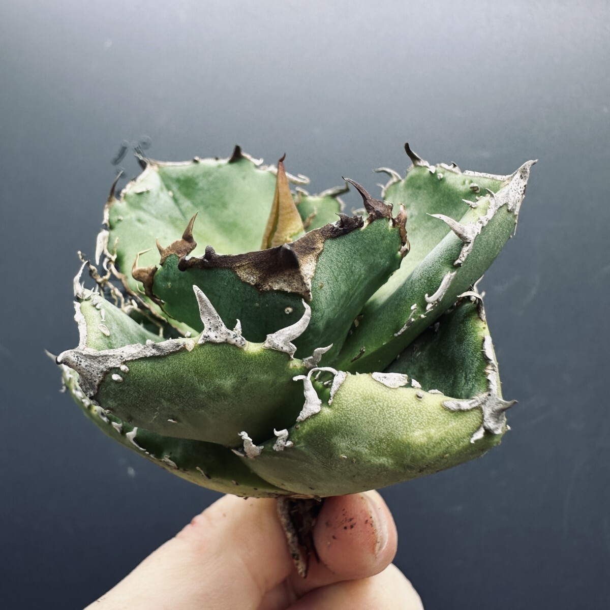 専用　冰雹　ブツブツ　内棘　裏棘　発根済み　8 専用 冰雹 ブツブツ 内棘 裏棘 発根済み 8 376】【 No Name 裏棘