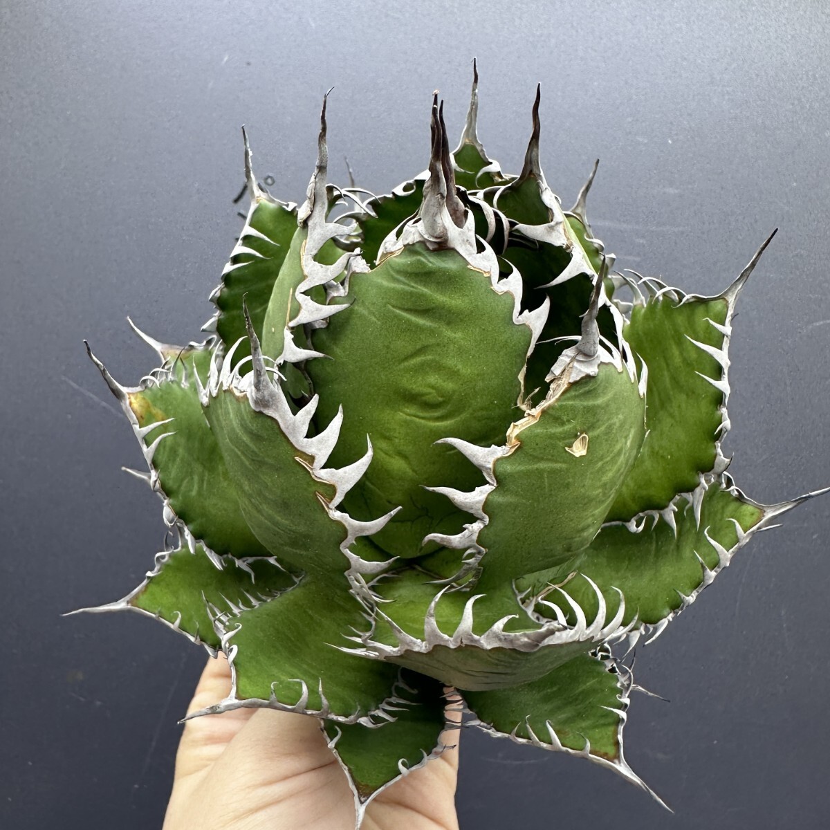 V28 【青田園芸】 特選 アガベ 多肉植物 ホリダ 超強棘 超絶狂棘 超陽炎 強曲棘 極上株 