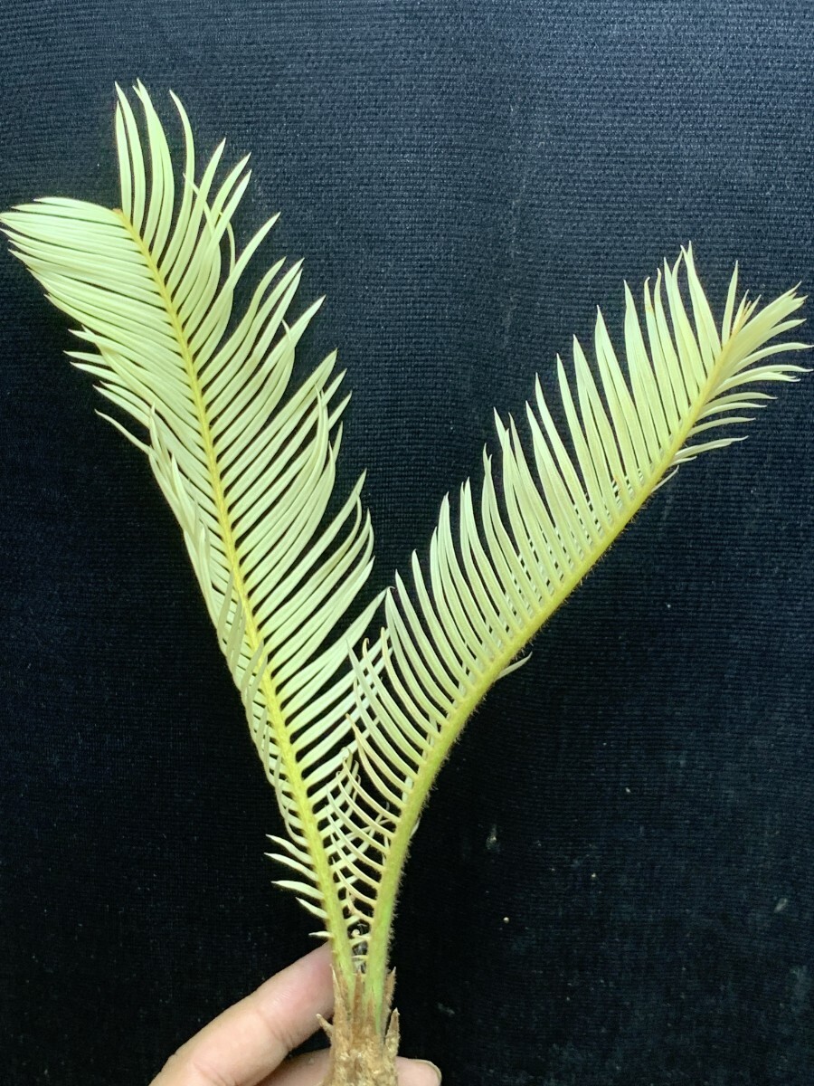 ソテツ　福岡県　引き取り限定 ソテツ福岡県引き取り限定