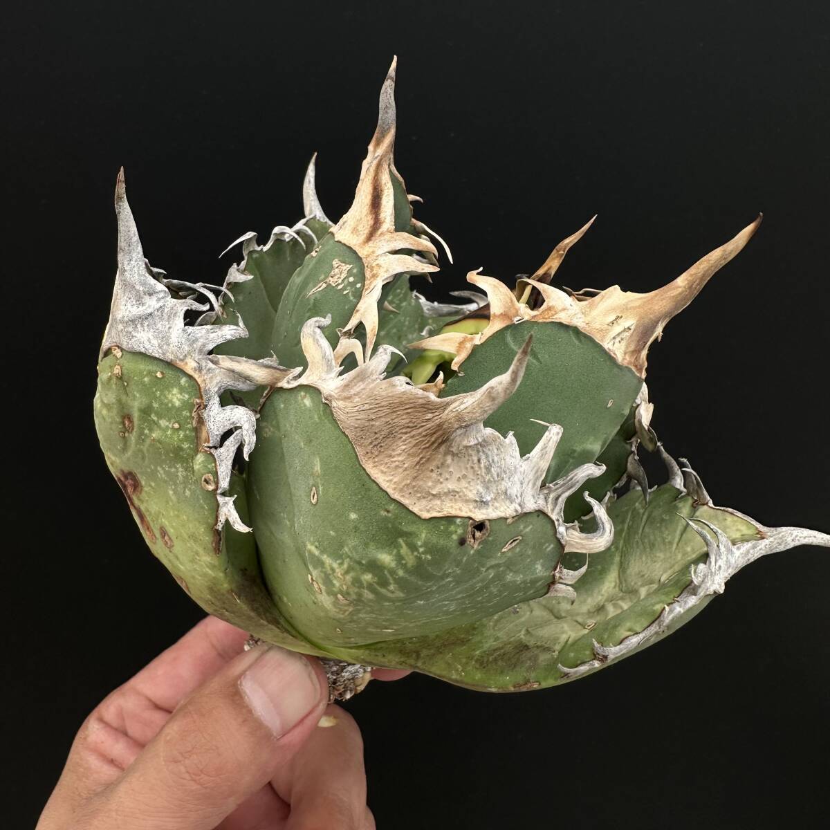 Yahoo!オークション -「アガベ オテロイ オアハカ 現地球」の