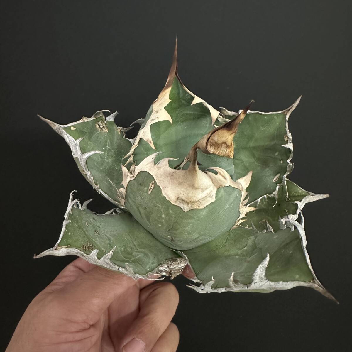 Yahoo!オークション -「アガベ オテロイ オアハカ 現地球」の