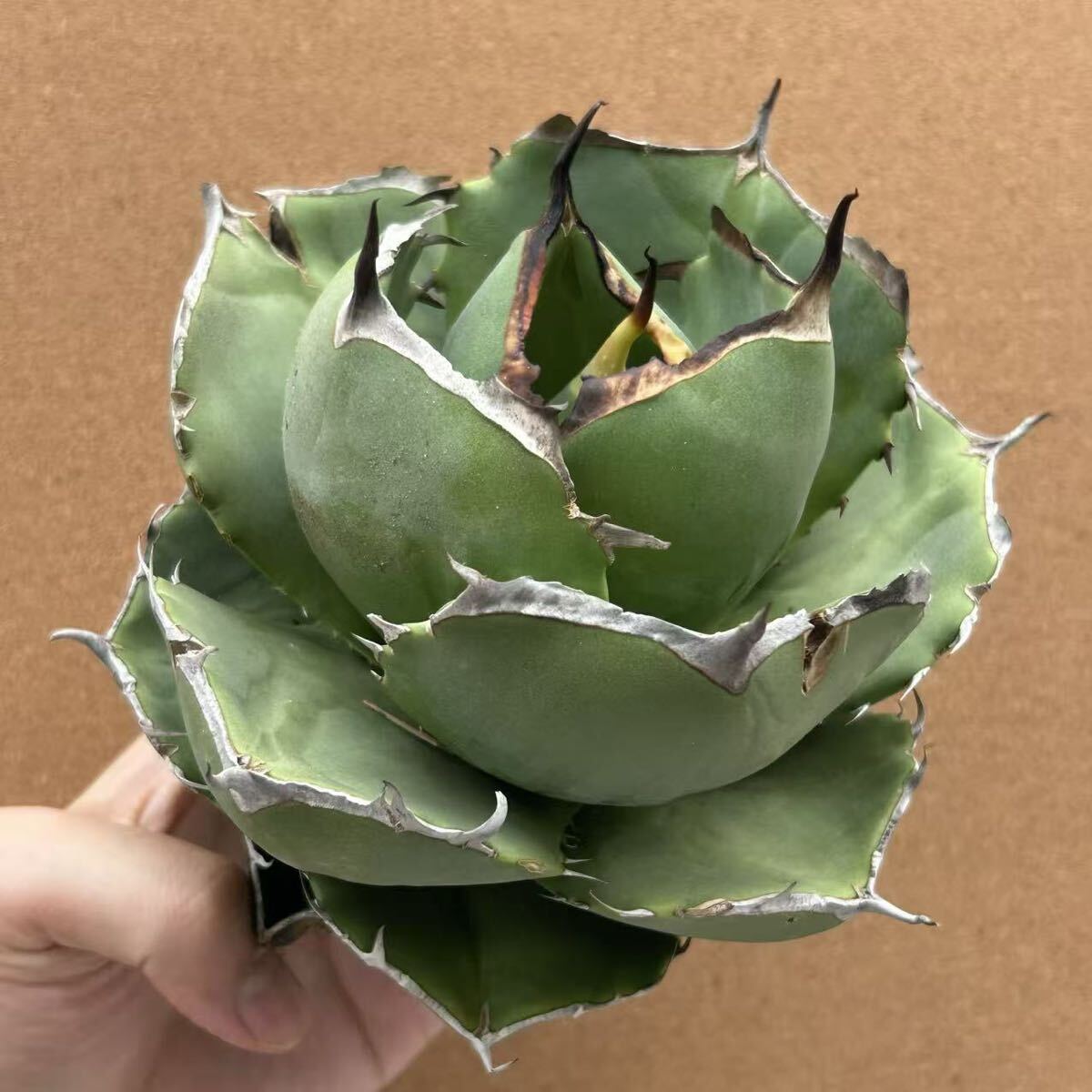 【稀少高騰品種】45 白火焔 × ジャガーノートhyb 丸葉アガベチタノタ 稀少高騰品種】45 白火焔 × ジャガーノートhyb 丸葉