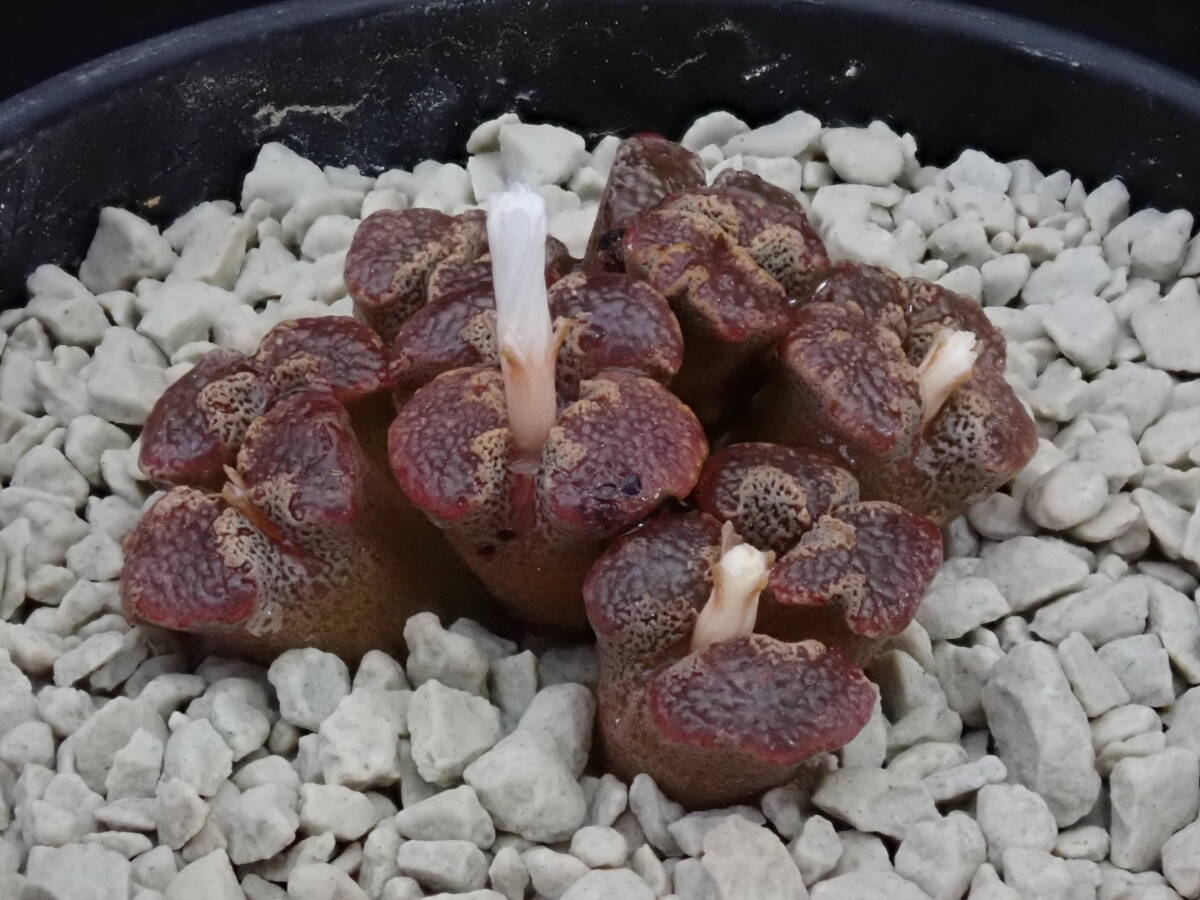 専用　コノフィツム ヤンギー　　群生株 専用 コノフィツム ヤンギー 群生株 コノフィツム | RuPo 多肉