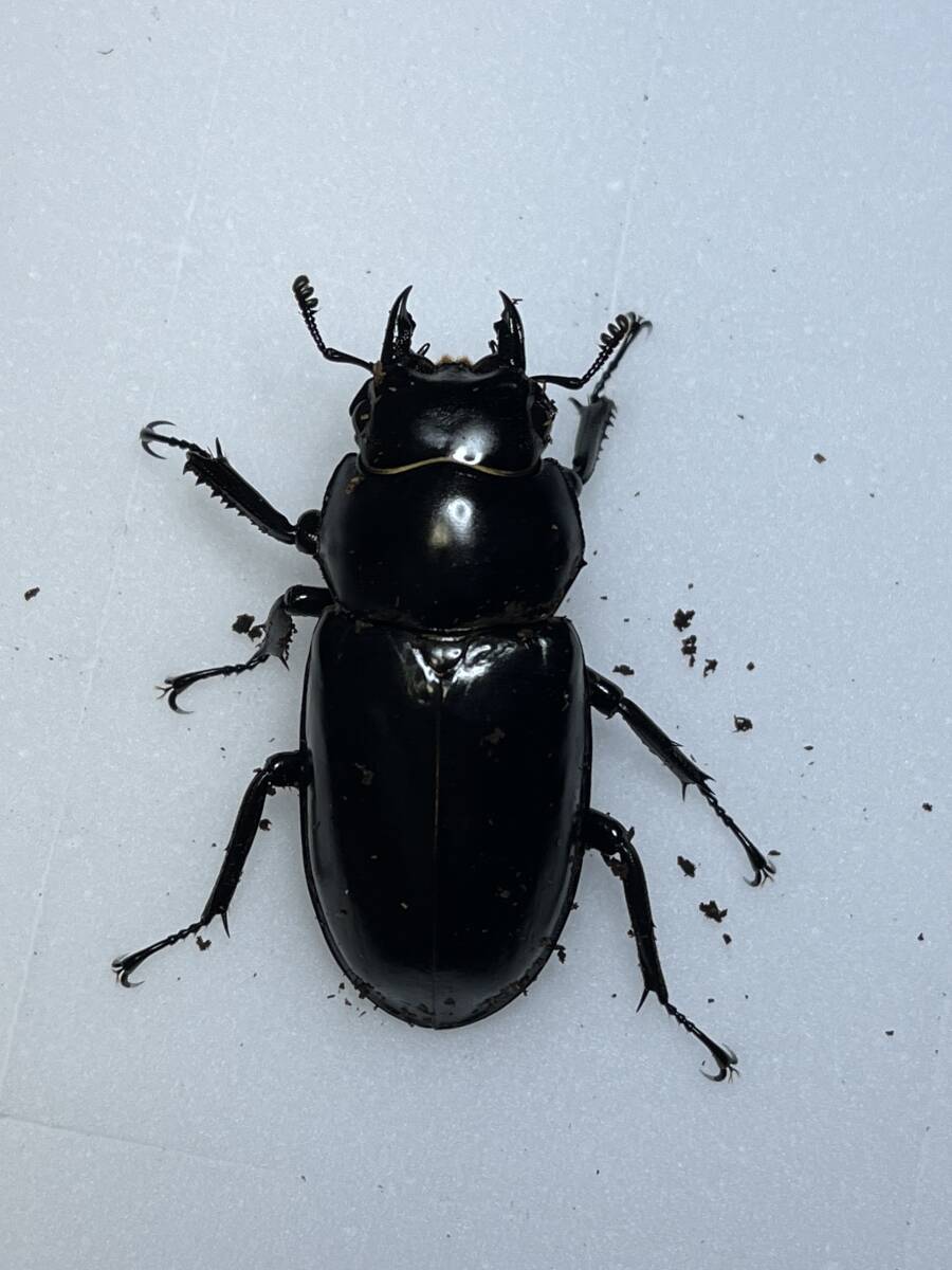 ウエストウッディ　原名亜種　DV産　標本　1♂2♀ ウエストウッディオオシカクワガタ〔原名亜種〕の標本 Rhaetus