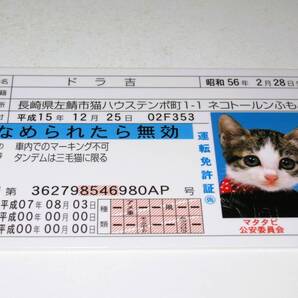 【なめ猫 免許証風 ブロマイド ドラ吉】なめんなよ猫 なめねこ 癒し 癒やし 猫 かわいい 可愛い ネコ コスプレ トレカ 癒し系 ブルー免許
