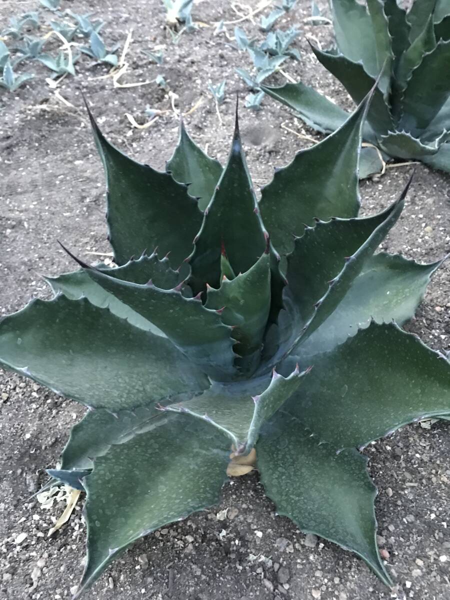 Yahoo!オークション -「ゴブレット」(観葉植物) の落札相場・落札価格