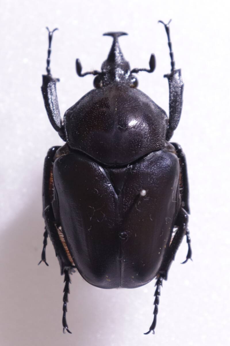 値下げしました。アイボリーコースト産　カタモンオオツノハナムグリ　 76mm アイボリーコースト産 カタモンオオツノハナムグリ 59mm