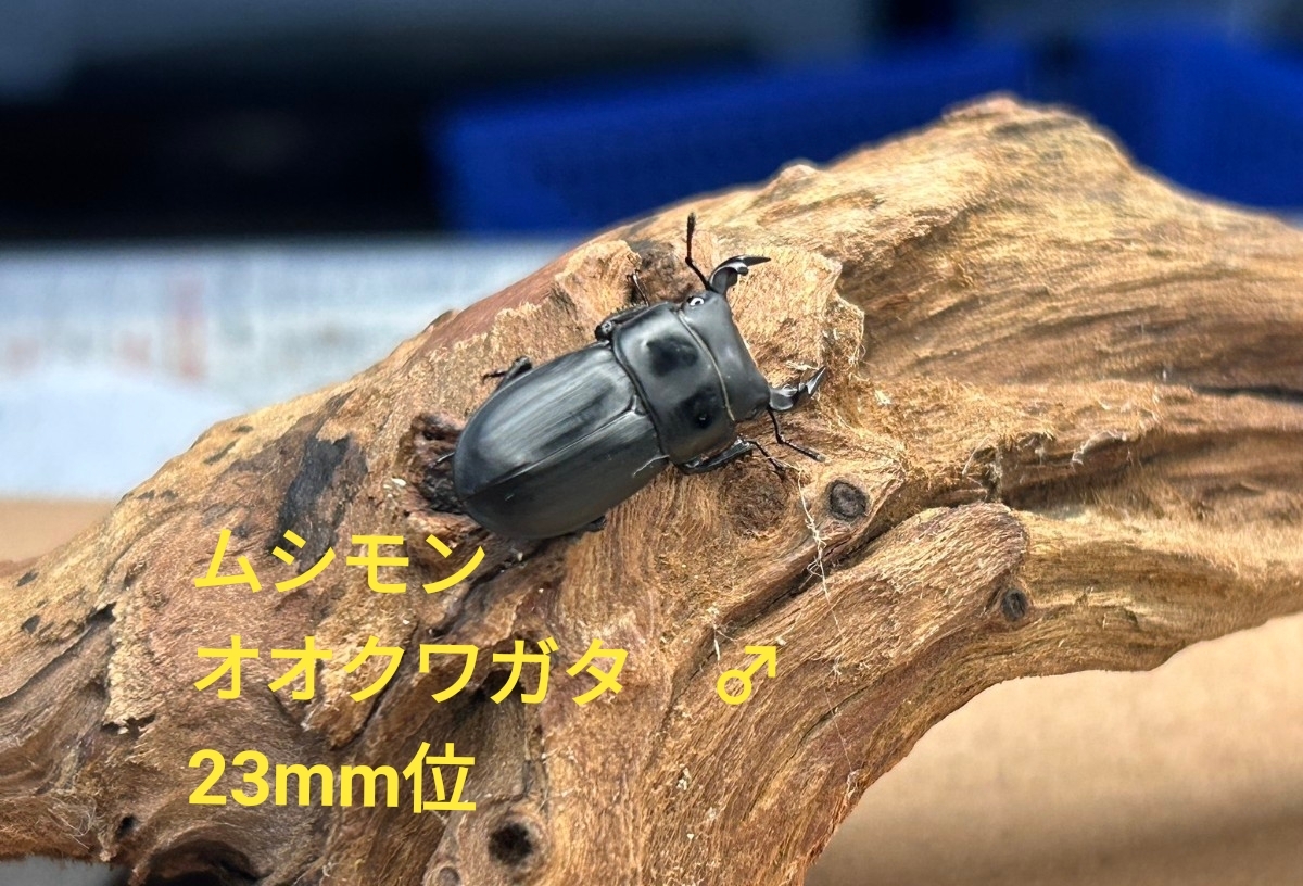 【ペア！】ムシモンオオクワガタ 新成虫ペア　イタリア産　後食済