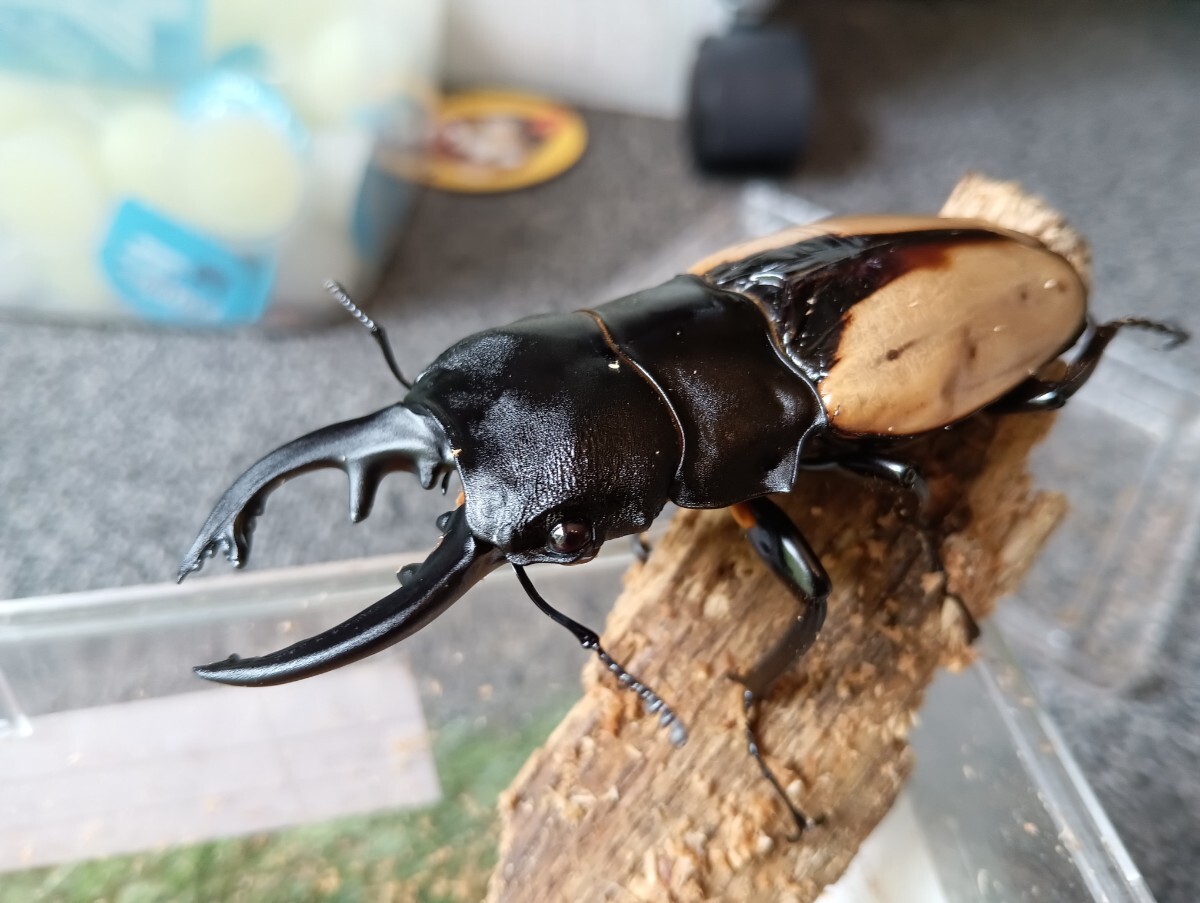 Yahoo!オークション -「ブルマイスターツヤクワガタ