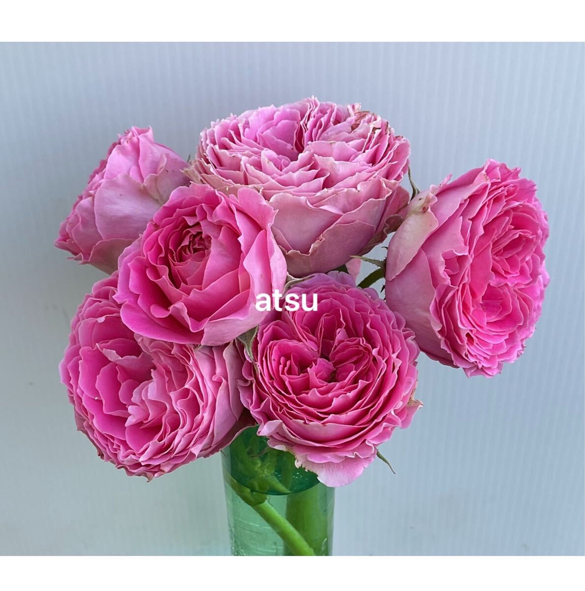 「tc2_funny」 切り花品種バラ苗　レアバラ tc2_funny様専用」 切り花品種バラ苗 レアバラ