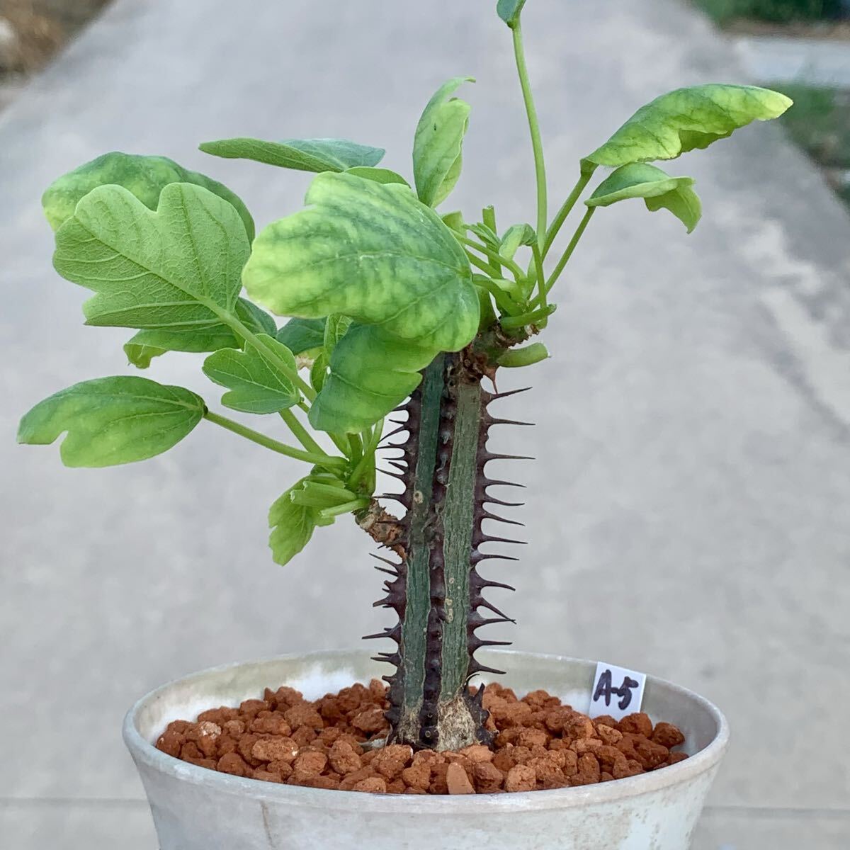 Yahoo!オークション -「アデニア アクレアータ」(観葉植物) の