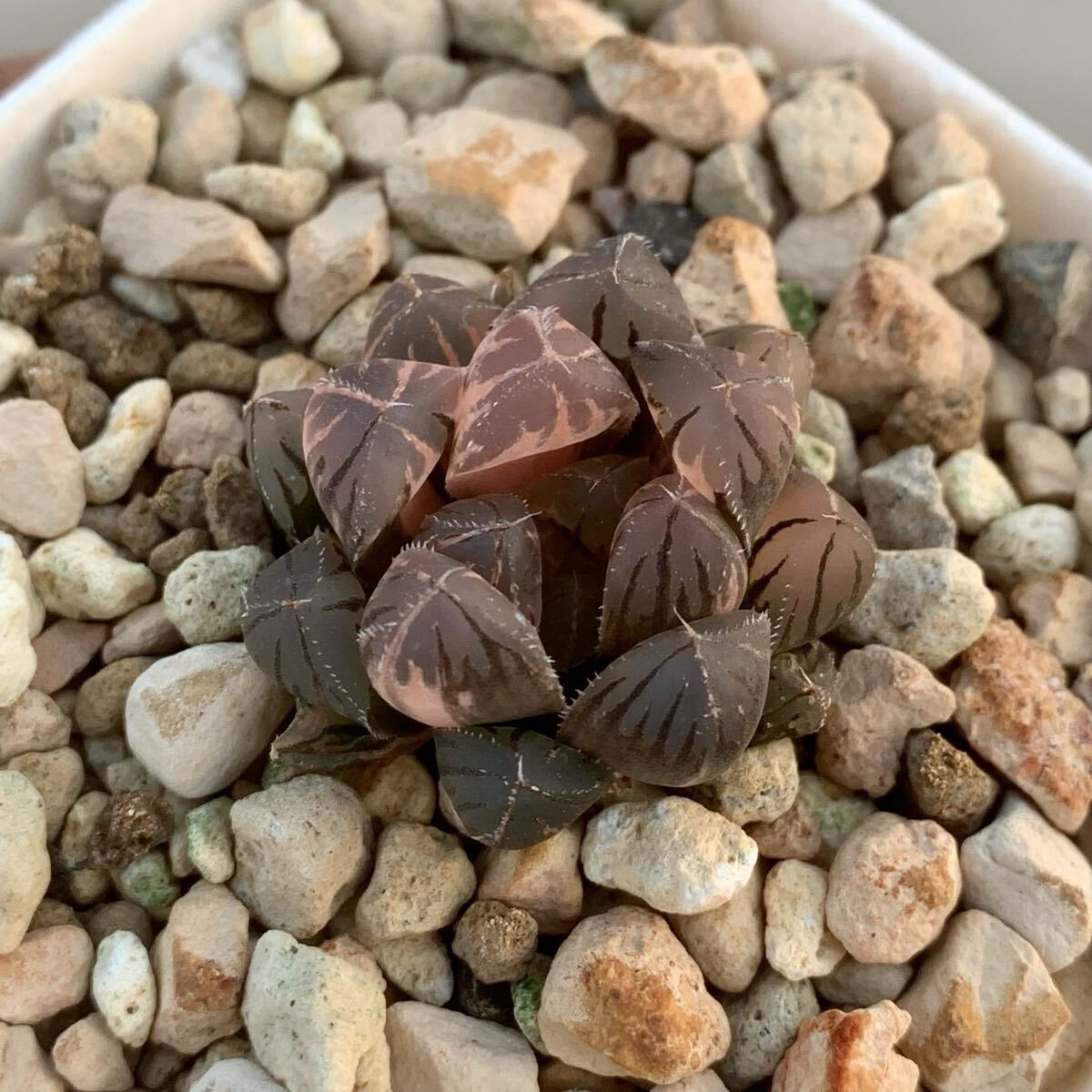 2025年最新】Yahoo!オークション -ハオルチア ハオルシア(花