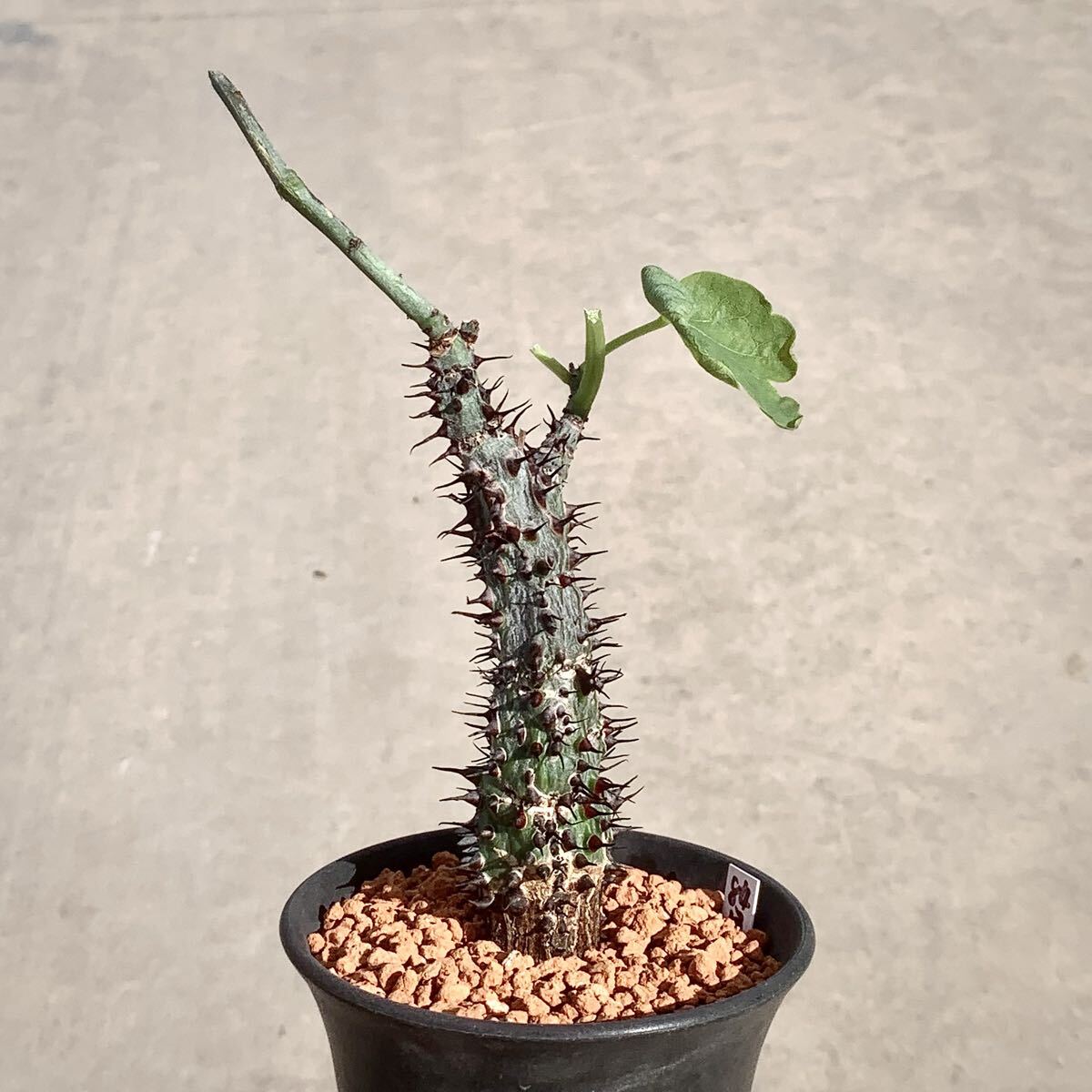 Yahoo!オークション -「アデニア アクレアータ」(サボテン) (観葉植物