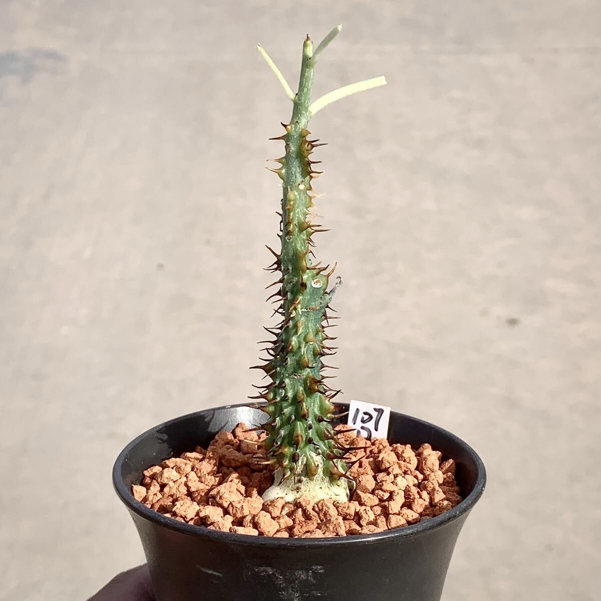 Yahoo!オークション -「アデニア アクレアータ」の落札相場・落札価格